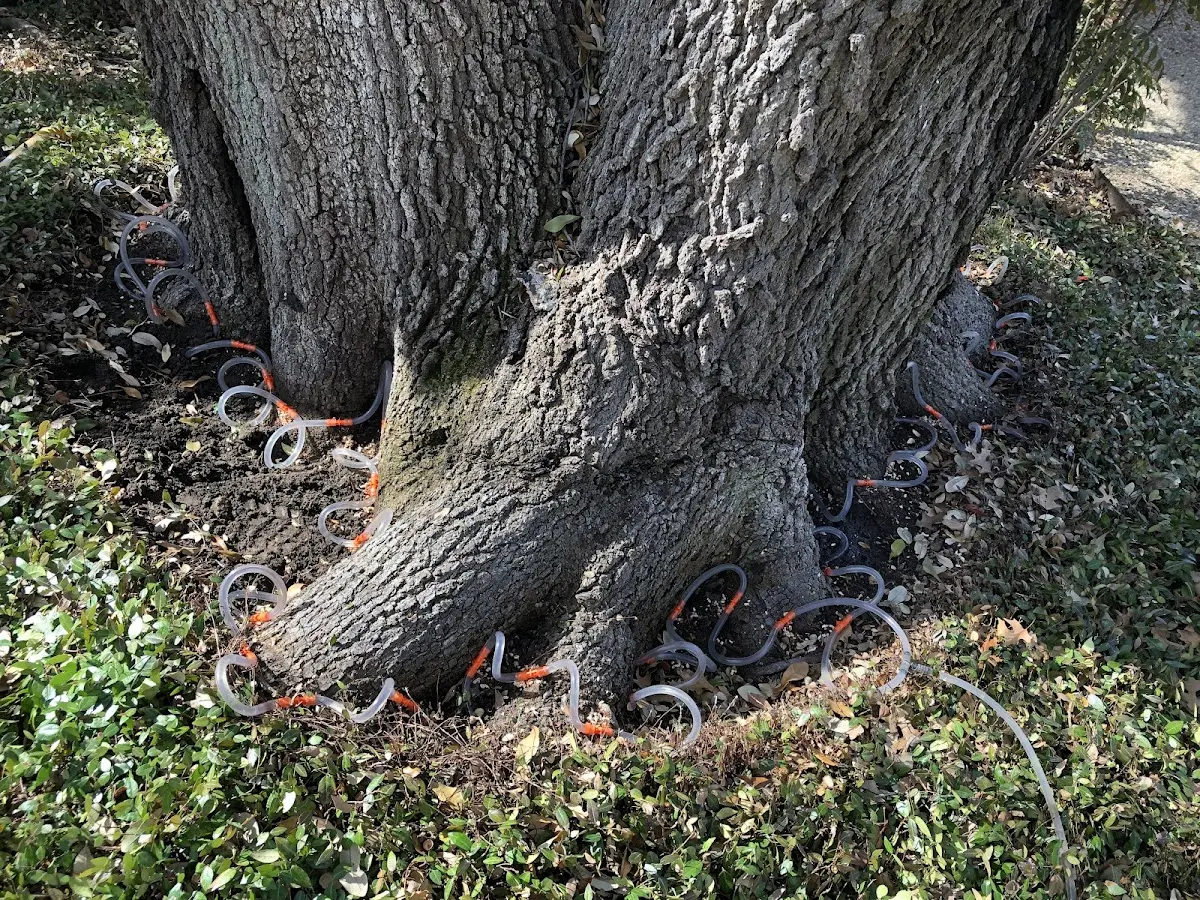 Detailed Tree Cabling and Bracing job site in Wheatcroft