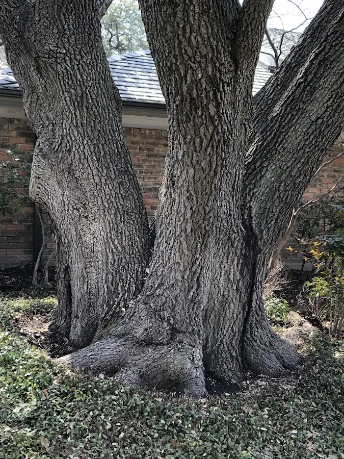 Mature heritage tree close to a Wheatcroft property cared for by certified arborists